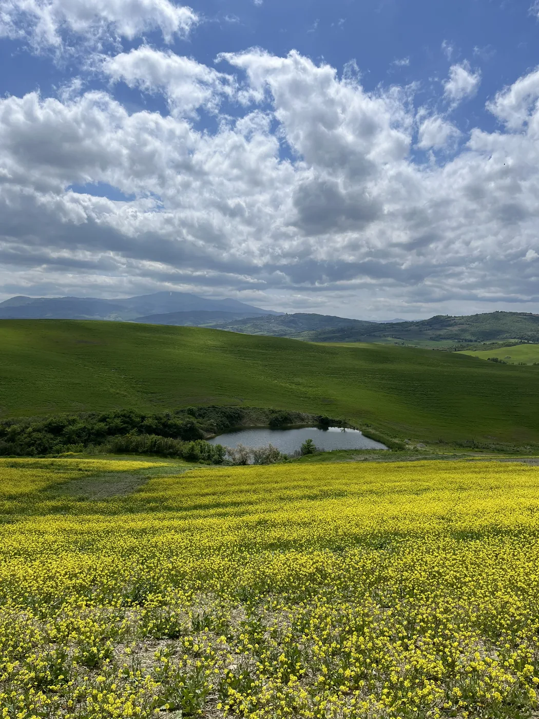 Campi gialli in fiore e colline verdi della Val d'Orcia sotto un grande cielo