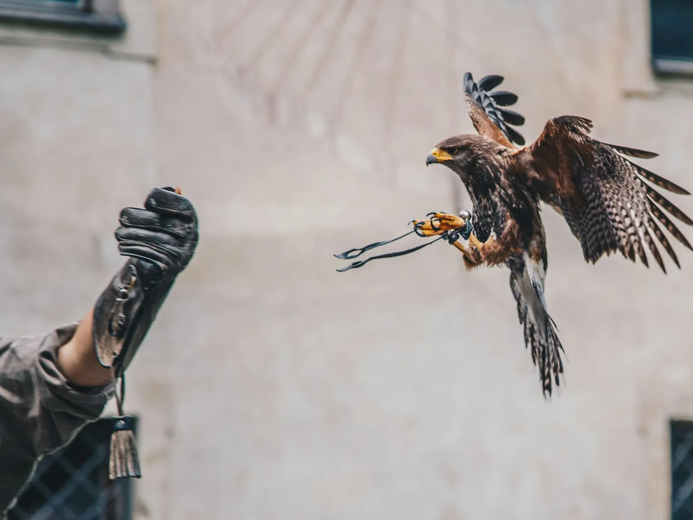 La falconeria, un patrimonio umano vivente