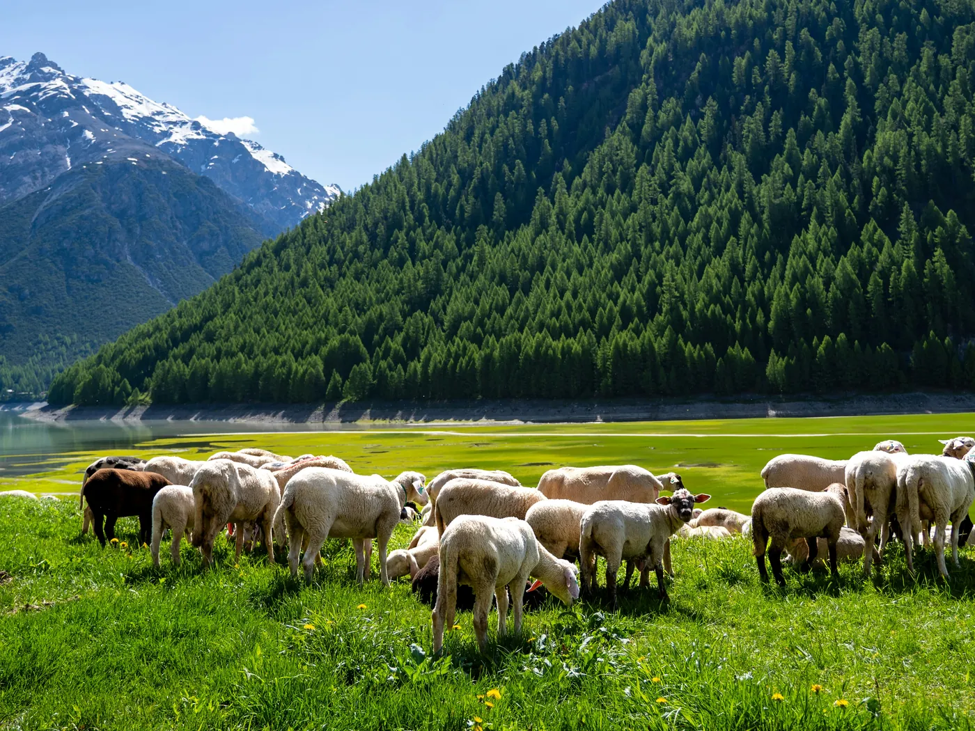 La transumanza, la migrazione stagionale del bestiame